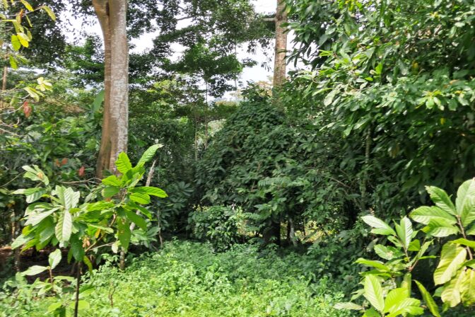 African forest investment gains momentum ahead of Lagos roundtable
