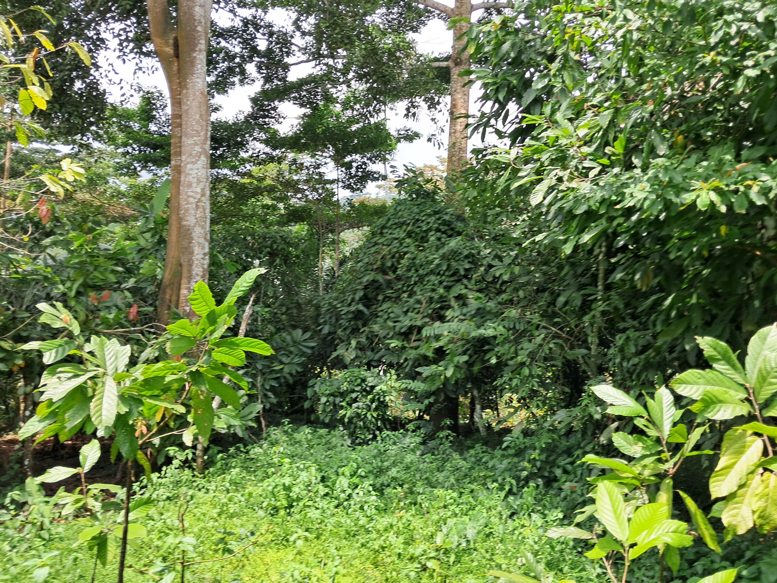 African forest investment gains momentum ahead of Lagos roundtable